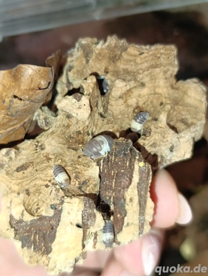 Cubaris Spec. Panda King