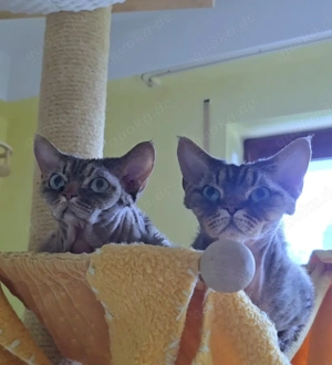 Zwei (Adult) Kater suchen ein gemeinsames Zuhause!(3 und 4 Jahre alt)