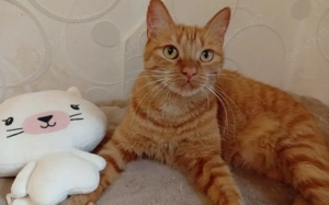 Suri sucht ihr Glück: Verschmuste Traumkatze wartet auf Dich!