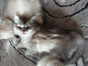 Britische Langhaar Kätzchen 