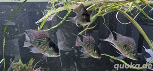 4x Geophagus Sveni