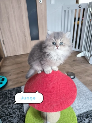 Wunderschönen langhaarige BKH Kitten 