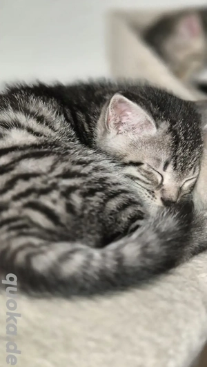 Zwei Jungs suchen neue Zuhause