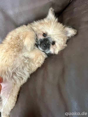 Zwergspitz-Pomeranian Welpen (Hündin)  Creme & Schwarz