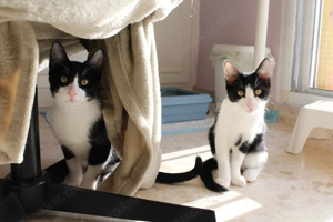 Frappe und Latte (4 M.)  Zwei kleine Seelen suchen ihr großes Glück (Nur zusammen   Wohnungshaltung)