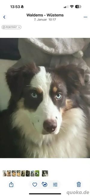 Australian Sheperd Hündin sucht liebevolle Familie