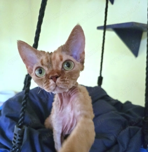 Junges, hübsches  Mädchen Vanile sucht ein neues liebevolles Zuhause!