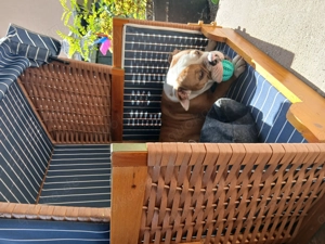 Old english Bulldogge  Bild 3