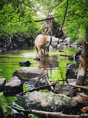 Old english Bulldogge  Bild 2