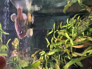 Leopardbärblinge und Perlhuhnbärblinge