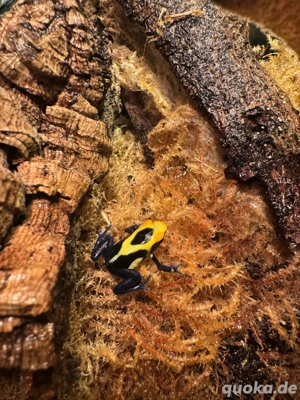 Dendrobates tinctorius 