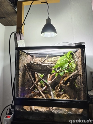komplettes Terrarium inkl Technik und 2 Gekko vittatus Jungtiere 