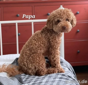 Toy-Pudel weiblich Bild 6