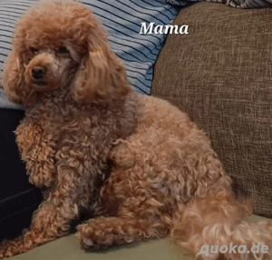 Toy-Pudel weiblich Bild 5