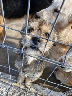 der kleine Goethe möchte sein großes Hundeherz verschenken 