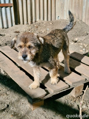 Goethe, großer Name für kleinen Hund