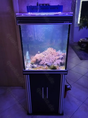 Salzwasser Aquarium zu verkaufen 