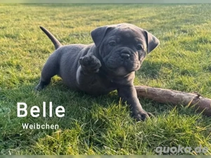 Old Englische bulldog 