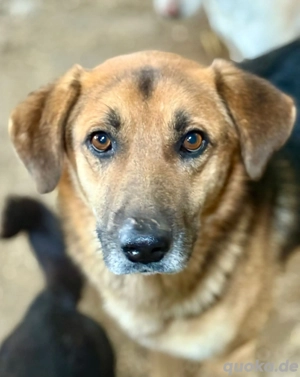 Kimmi genießt jede Zuwendung