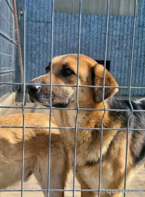 Kimmi ist ein freundlicher Rüde  Bild 2