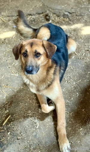 Kimmi ist ein freundlicher Rüde  Bild 4