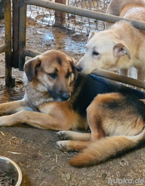 Kimmi ist ein freundlicher Rüde  Bild 6