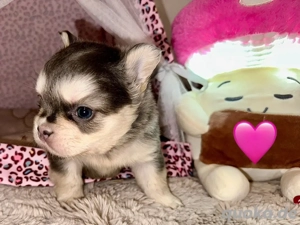 Französische Bulldoggen Welpen mit Ahnentafeln