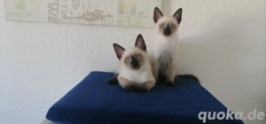 Siam Kitten.