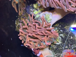 2x Anemone zur Abgabe Meerwasser Aquarium