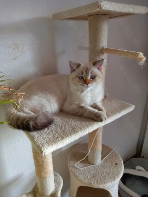 Britisch Kurzhaar Kätzchen, Junge.