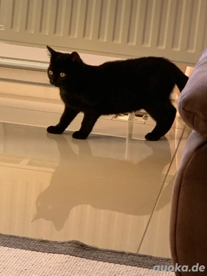 Babykätzchen Persermix  Bild 9