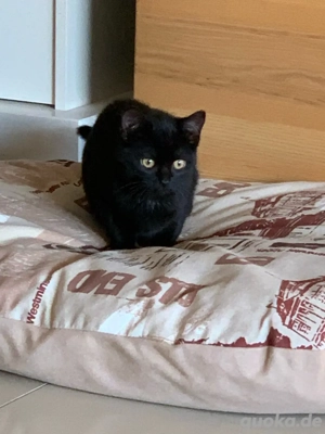 Babykätzchen Persermix  Bild 8