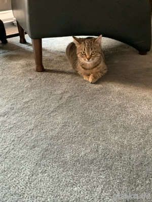 Babykätzchen Persermix  Bild 3