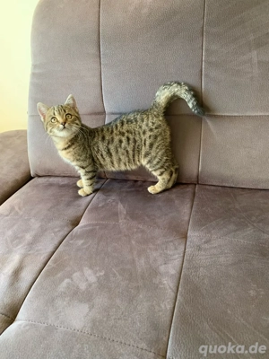 Babykätzchen Persermix  Bild 4