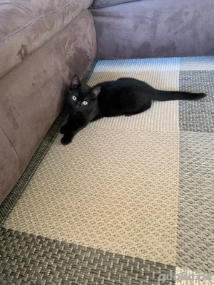 Babykätzchen Persermix  Bild 7