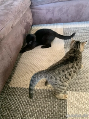 Babykätzchen Persermix  Bild 2