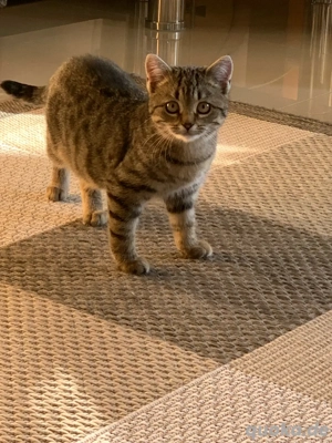 Babykätzchen Persermix  Bild 6