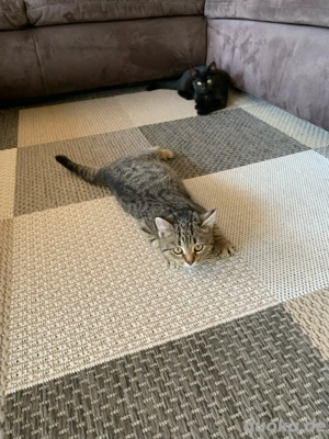 Babykätzchen Persermix 