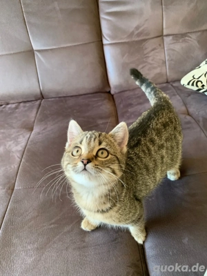 Babykätzchen Persermix  Bild 5