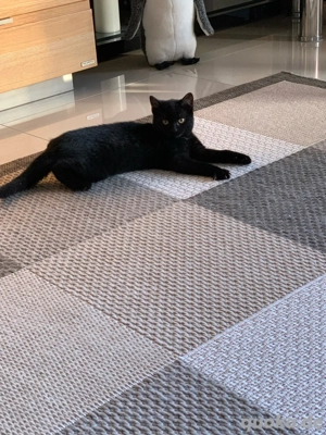 Babykätzchen Persermix  Bild 10