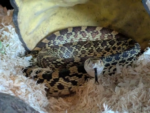 1.0 Bullennatter, 50% Kingsville Red het. Hypo, whitesided ( Pituophis catenifer sayi )