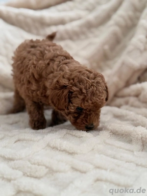 Toy-Pudel weiblich Bild 4