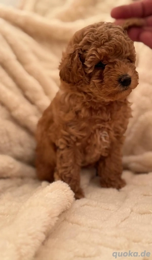 Toy-Pudel weiblich Bild 2