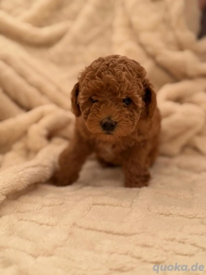 Toy-Pudel weiblich Bild 3