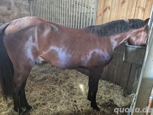 Pony Wallach 4j 1m46
