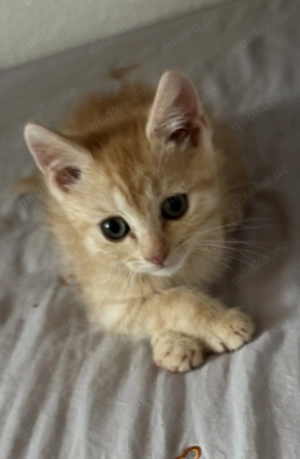 1Kater  EKH 11 woche