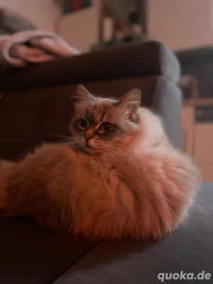 Neva Masquerade Katze "Cleo"- sucht Für-immer-Zuhause