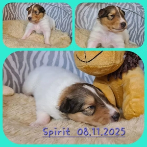 Weiße Collie Welpen mit Ahnenpass suchen Familienanschluss