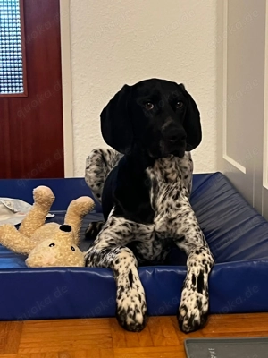 8 monate alter deutsch kurzhaar welpe