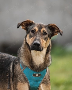 Krosh - der mutige, fröhliche Begleiter auf der Suche nach seinem Zuhause